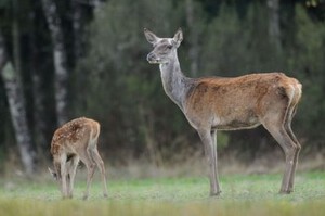 biche et faon